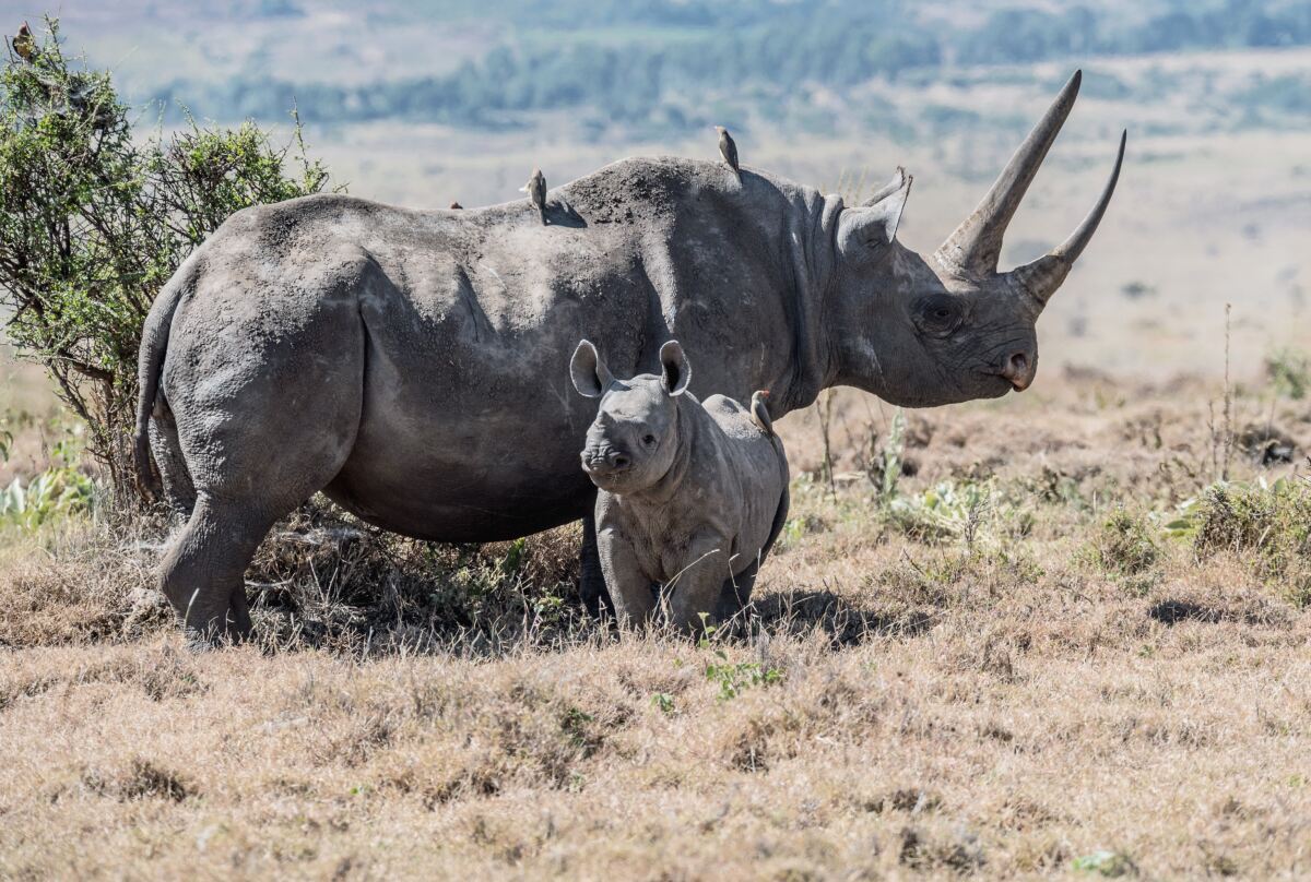Salvando a los rinocerontes con un dispositivo de IoT a la vez